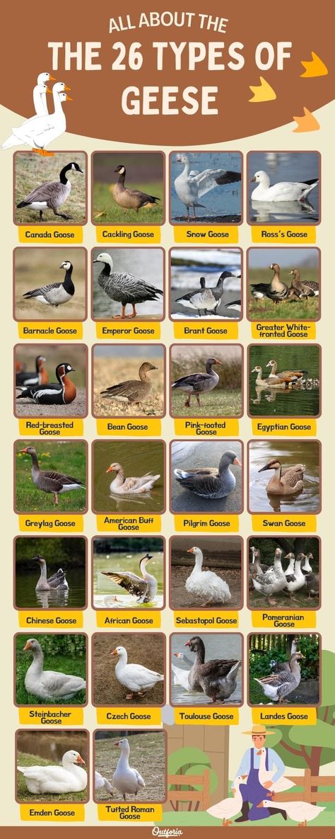 Sebastopol Geese, Duck Pen, Poem Tattoo, Geese Breeds, Poisonous Animals, Duck Species, Homeschool Nature Study, Goose Hunting, Bird Brain