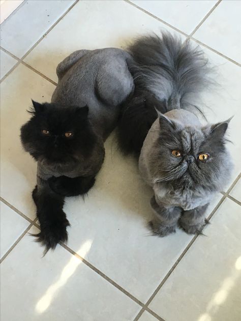 Lion cut kitties Persian Cat Haircut Styles, Cat Lion Haircut, Cat Haircuts, Cat Lion Cut, Persian Cat Haircut, Cat Hairstyles, Cat Haircut, Cat Teddy Bear, Future Me