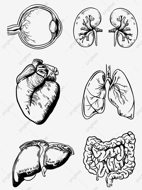 Body Organs Diagram, Line Drawing Pattern, Lungs Drawing, Ear Structure, Anatomy Organs, Human Body Structure, Drawing Man, Wing Drawing, Medical Drawings