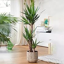 Yukka Plant, House Plants Hanging, Low Maintenance Indoor Plants, Winter Shrubs, Heather Plant, Biennial Plants, Summer Flowering Bulbs, Calathea Plant, Yellow Plants