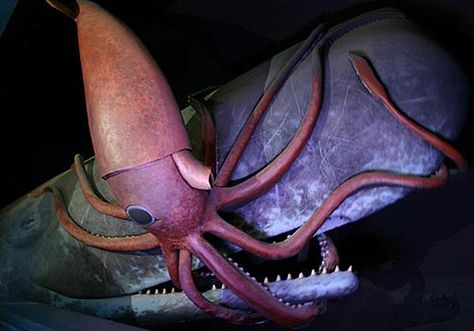 sperm whale battle Humboldt Squid, Colossal Squid, Giant Squid, Amazing Websites, Sperm Whale, Deep Sea Creatures, Museum Exhibition, Beautiful Stories, Animal Planet