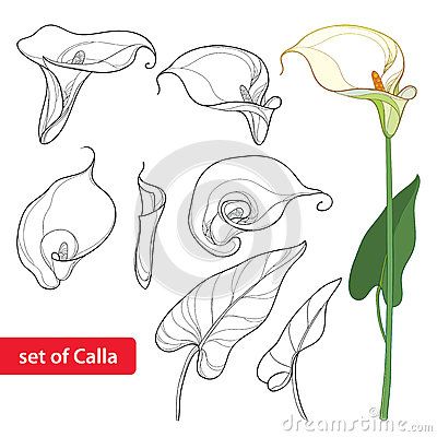 Calla Lily Sketch, Cala Lily Drawings, Finn Tattoo, Lilly Flower Drawing, Calla Lily Colors, Lilies Drawing, Lily Flower Tattoos, Rose Tattoos For Women, Arum Lily