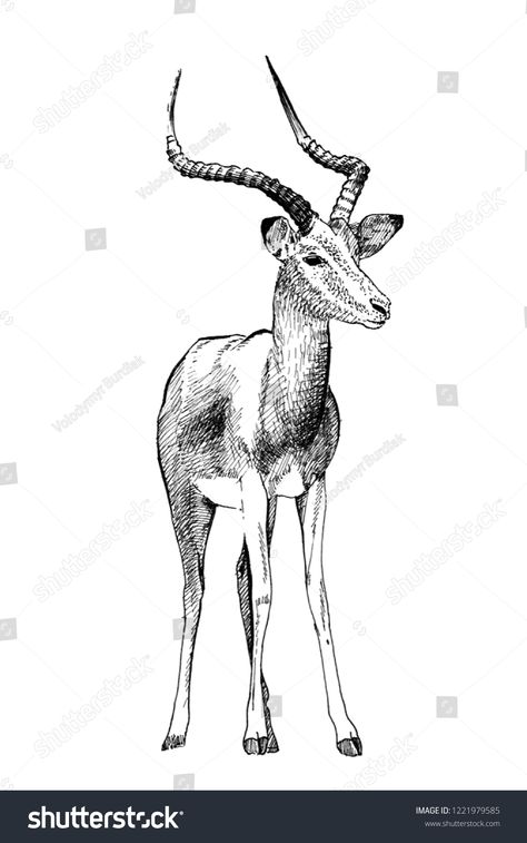 Impala hand drawn illustrations (originals, no tracing) #Ad , #SPONSORED, #drawn#hand#Impala#tracing Impala Drawing, Impala Animal, Deer Drawings, Alphabet Animals, Deer Drawing, Animal Drawing, Hand Drawn Vector, Royalty Free Photos, New Pictures