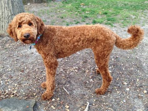 Red standard labradoodle short haircut for summer, labradoodle teddy bear cut Shaved Labradoodle, Labradoodle Short Haircut, Labradoodle Summer Cut, Goldendoodle Summer Haircut, Labradoodle Teddy Bear Cut, Shaved Goldendoodle, Labradoodle Haircuts, Labradoodle Haircut Style, Labradoodle Cuts