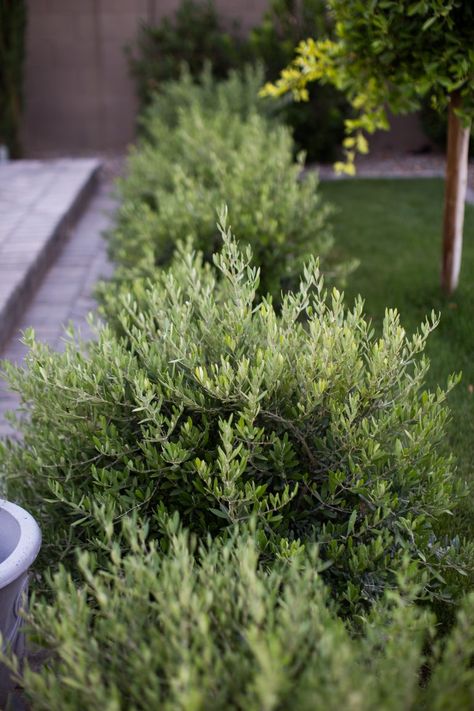 Favorite Shrubs and Bushes for a West Facing Backyard | Just Destiny West Facing Backyard, Garden Shrubs Evergreen, Diy Flower Bed, Full Sun Landscaping, Front Yard Flower Bed, Flower Bed Decor, Boxwood Landscaping, Drought Tolerant Shrubs, Full Sun Shrubs