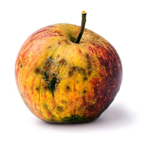 Rotting Food Art, Feminism Images, Bowl Of Fruit Drawing, Rotten Apple Drawing, Rotting Apple, How To Kill Gnats, Coram Deo, Goblin Market, Forest Feast