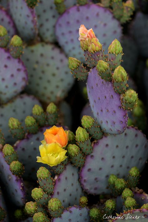 Santa Rita Cactus, Wallpaper Cactus, Cactus Photos, Saguaro Flower, Cactus Garden Design, Orange Cactus Flower, Coyote Ugly, Desert Scenes, Cactus With Red Flower