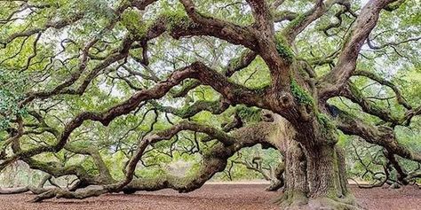 Live Oak Tree Tattoo, Angel Oak Tree, Live Oak Tree, Angel Oak Trees, Oak Tree Tattoo, Angel Oak, National Wildlife Federation, Live Oak Trees, Old Oak Tree