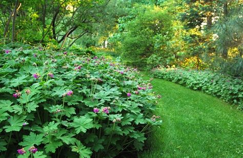 Geranium Ground Cover, Bigroot Geranium, Living Mulch, Geranium Macrorrhizum, Shade Loving Perennials, Ground Covers, Garden Shrubs, Garden Maintenance, Big Garden