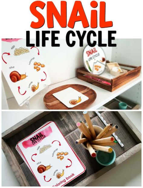 Snail Life Cycle Activities for Science Centers or Montessori Classroom Snail Life Cycle Preschool, Snail Inquiry Kindergarten, Snail Activities For Toddlers, Snail Activities For Preschool, Snail Activities, Snails Preschool, Snail Life Cycle, Centers Classroom, Life Cycles Preschool