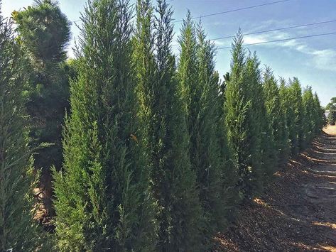 Taylor Juniper Tree Care Guide | Plantly Taylor Juniper, Juniperus Virginiana, Nikko Blue Hydrangea, Italian Cypress Trees, Hanging Plants Outdoor, Leyland Cypress, Italian Cypress, Juniper Tree, Best Landscape