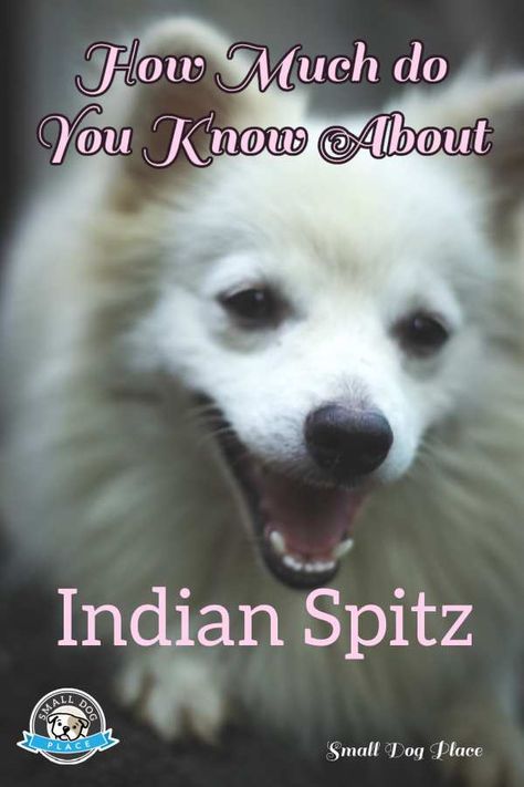 Indian Spitz: Complete Dog Breed Profile Plus Pros and Cons Indian Spitz, Spitz Dog Breeds, Spitz Dog, Spitz Dogs, Japanese Spitz, Watch Dogs, Dog Images, Dry Dog Food, Small Dog Breeds