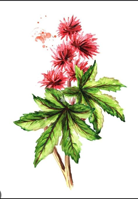 Castor Oil Plant, Green Leaves Watercolor, Leaves Watercolor, Plant Tattoo, Plant Drawing, Hand Drawn Illustration, Drawn Illustration, Oil Plant, Plant Illustration