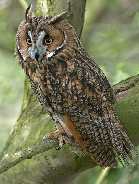 ˚Long-eared owl - Asio otus Owl Reference Photography, Short Eared Owl, Barred Owl Photography, Long Eared Owl, Bird Barn, Owl Photography, Eurasian Scops Owl, Beautiful Owl, Owl Pictures