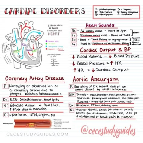 Gallery - Cece's Study Guides Heart Valve Disorders, Pharmacology Notes, Nursing School Studying Cheat Sheets, Emt Study, Nursing Study Tips, Heart Diagram, Nursing School Essential, Nursing Study Guide, Nursing School Motivation