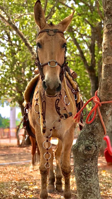 Muar, Rodeo Life, Horse Photos, Country Life, Farm Life, Rodeo, Horses, Animals