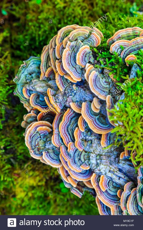 Turkey tail mushroom (Trametes versicolor). Stock Photo Turkey Tail Mushroom Art, Tropical Mushrooms, Mushroom Photos, Turkey Mushroom, Mushroom Photo, Fall Mushrooms, Turkey Tail Mushrooms, Colorful Mushrooms, Mushroom Stock