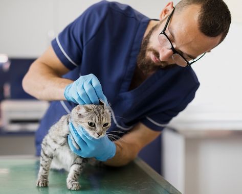 Premium Photo | Medium shot doctors with equipment helping a cat Dog Losing Hair, Hospital Tour, Pet Dental Care, Grooming Style, Veterinary Services, Pet Clinic, Veterinary Hospital, Lost Cat, Lost Hair