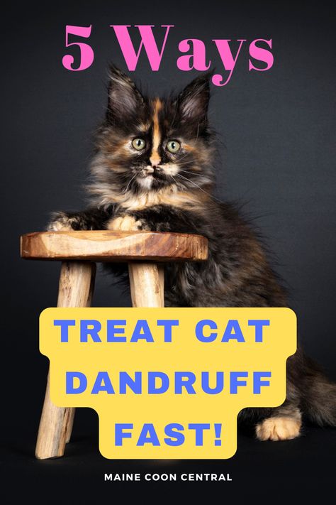 Discover 5 Simple Ways to treat cat dandruff FAST! Don't delay, act NOW! Cat Dandruff Remedy, Cat Dandruff, Cat Skin Problems, Cat Remedies, Cat Breeds Hypoallergenic, Cat Website, Hypoallergenic Cats, Cat Shampoo, Cat Skin