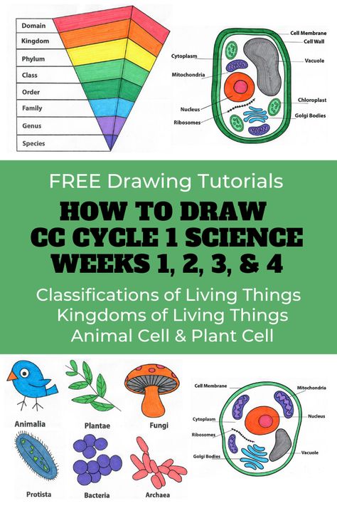 CC Cycle 1 Science Weeks 1-4 - Drawing Tutorials - Free Coloring Pages - Free Download Cc Cycle 1 Foundations, Cc Cycle 1 Tutor, Cc Cycle 3 Week 1, Cc Cycle 1 Week 1, Classical Conversations Cycle 1, Cc Drawing, Cc Cycle 1, Classical Homeschooling, Cc Foundations