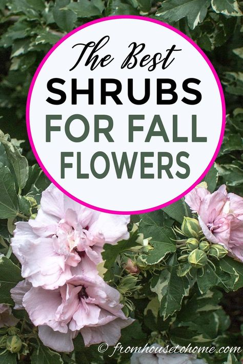 Great ideas for shrubs with fall flowers. These plants will provide color in your garden when most other perennials have stopped blooming. #fromhousetohome #fall #gardening #gardenideas #gardeningtips #fallflowers #fallflowers #sunperennials #bestpins Blooming Perennials, Fall Perennials, Fall Gardening, Full Sun Plants, Best Perennials, Fall Vegetables, Fall Garden Vegetables, Perennial Shrubs, Best Plants