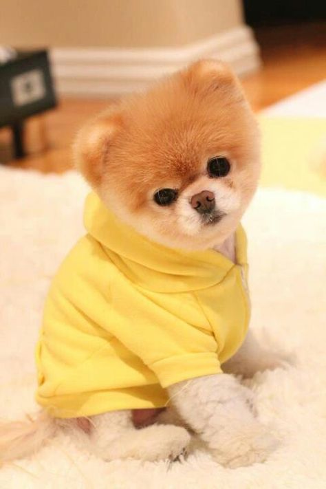 Boo Dog, Boo The Dog, Cute Pomeranian, Super Cute Puppies, Cute Dog Photos, Funny Dog Shirts, Dog Dad Gifts, Baby Animals Pictures, Cute Little Puppies