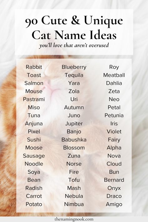 90 Cute & Unique Cat Names That Aren’t Overused. Click through for cool and unusual cat and kitten names. Boy cat names, girl cat names, cat name aesthetic Kitten Names Boy, Cat Names Girl, Names For Cats, Boy Cat Names, Girl Cat Names, Cute Animal Names, Sims Names, Unique Cat Names, Names Cat