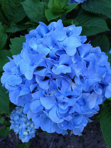 How to Change the Color of Hydrangeas | POPSUGAR Home Types Of Hydrangeas, Panicle Hydrangea, Hydrangea Bush, Hydrangea Colors, Hydrangea Care, Growing Hydrangeas, Hydrangea Garden, Garden Solutions, Front Yard Landscaping Plans