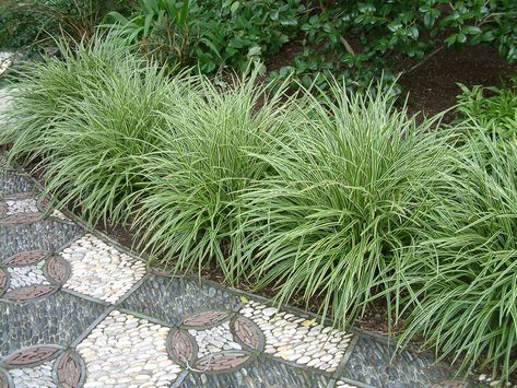 Carex morrowii 'Variegata' Carex Grass, Shade Grass, Townhouse Garden, Grasses Landscaping, Planting Plan, Grasses Garden, Diy Backyard Landscaping, Home Landscaping, Ornamental Grasses