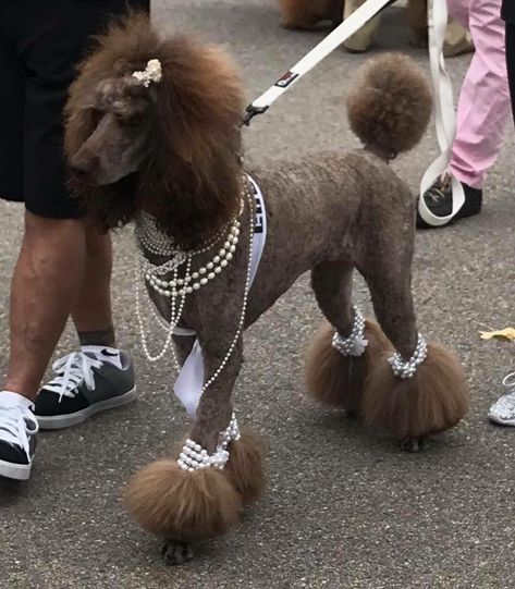 Poodle Sizes Chart, Standard Poodle Top Knot Styles, Puddle Haircut, Mini Poodle Haircut Styles, Toy Poodle Haircut Styles, Standard Poodle Haircut Styles, Poodle Accessories, Standard Poodle Grooming, Standard Poodle Haircuts