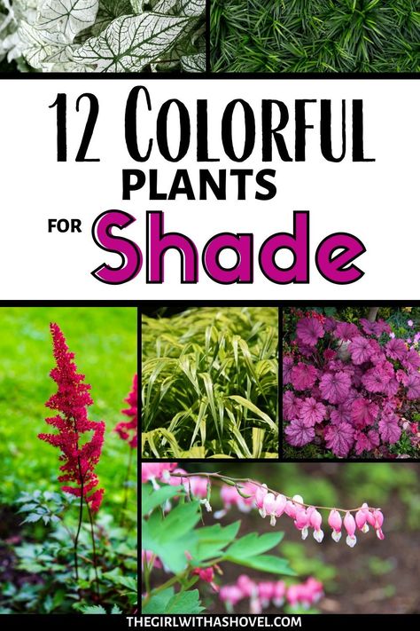 No Sun Plants Outdoor, Outdoor Shade Plants, Low Light Plants Outdoor, Part Shade Perennials, Plants That Like Shade, Part Shade Plants, Full Shade Plants, Best Plants For Shade, Plants For Shade