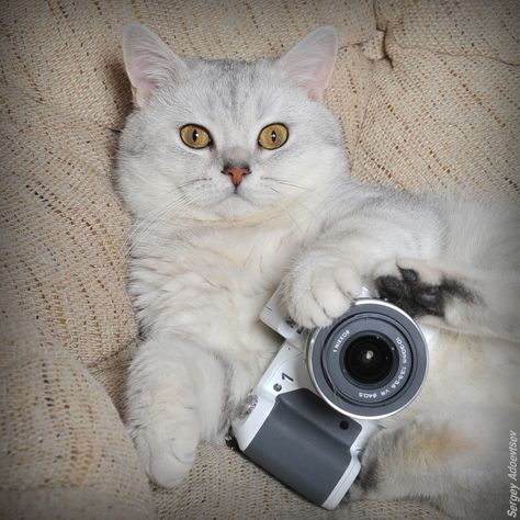 Smile.... White Cat Dressed Up, Cat Staring At Camera, Cat Looking Into Camera, White Cat Asthetics Photos, Cat Camera, Singapura Cat, Pink Paws, Cat Towers, White Cat Meme