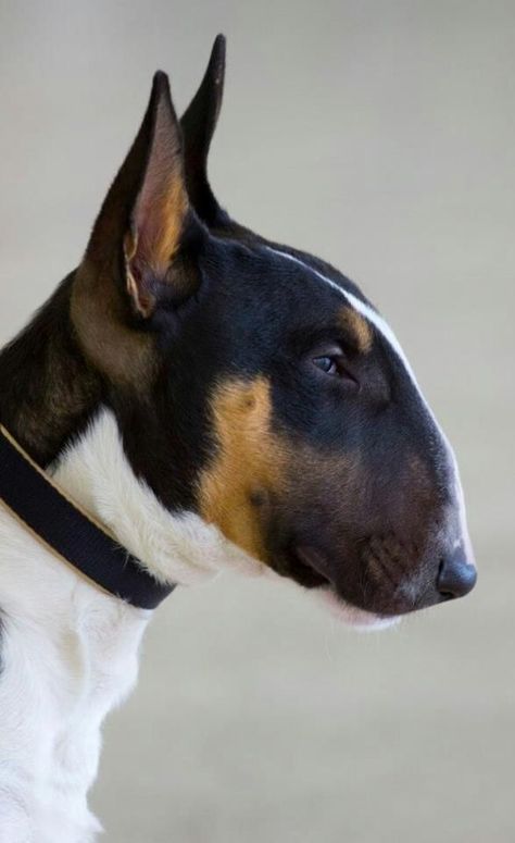 That bull terrier side profile. English Bull Terrier Puppy, Mini Bull Terriers, Miniature Bull Terrier, Tattoo Animal, Bully Dog, Labrador Retriever Puppies, English Bull Terriers, Best Dog Breeds, Bull Terriers