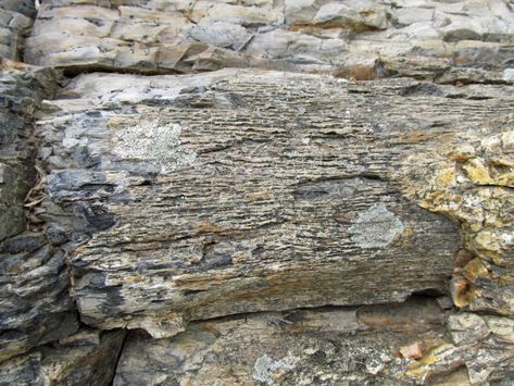 How to Make Petrified Wood | awkward botany Petrified Forest National Park, Volcanic Ash, Petrified Forest, A Log, Wood Stone, Petrified Wood, Iron Oxide, Botany, Wood Diy