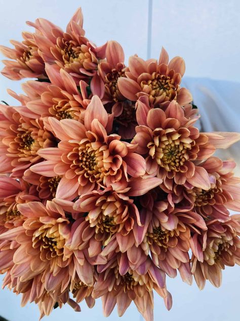 Pom – Cushion Peach Flower Identification, Hand Tied Bouquet, Orange Cream, Peach Flowers, Wholesale Flowers, Fall Floral, Color Of The Year, Fall Flowers, Cut Flowers