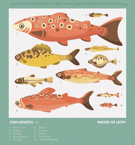 Infographic on fish species and length in the water of Leith. Blue background with quirky vector illustrations of fish aligned next to each other so as to compare sizes. Made by Poppy Brook. Fish Infographic, Fish In The Water, Leith Edinburgh, Cute Postcard, University Of Edinburgh, Fine Art Printmaking, Infographic Illustration, Information And Communications Technology, Endangered Animals