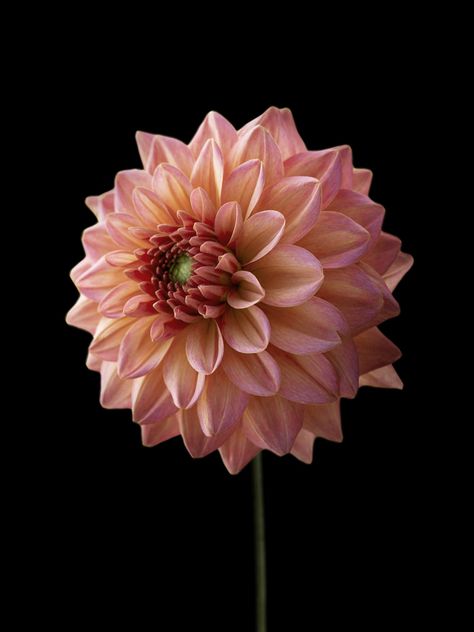 Dahlia Salmon Runner, Flower Seeds, Beautiful Interiors, Summer Flowers, Dahlia, Finland, Cognac, Toner, Decoupage