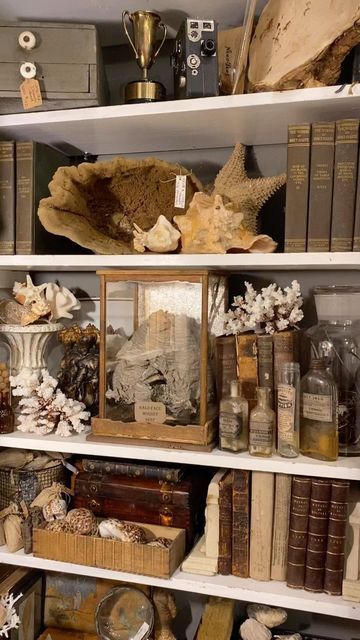 Vignette Styling Display Ideas, Vintage Bedroom Shelves, Vintage Book Display Ideas, Sea Shell Collection Display, Oddities Office, Nicknack Display Ideas, Curio Styling, Vintage Costal Decor, Art Shelf Ideas