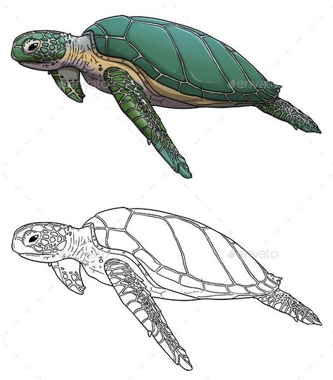 Turtle Drawing Realistic, Sea Turtle Drawings, Sea Turtle Illustration, Cute Turtle Drawings, Turtle Sketch, Sea Turtle Artwork, Sea Turtle Drawing, Turtle Illustration, Sea Turtle Decor