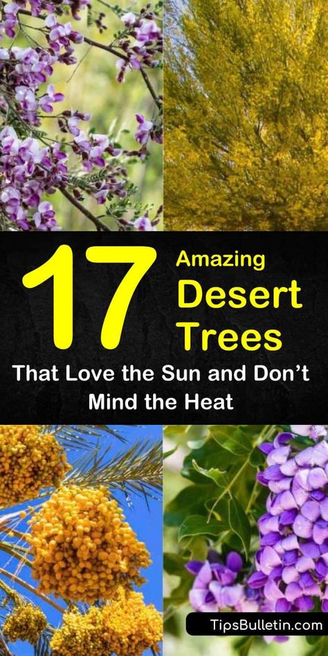 Discover the best drought tolerant small and large desert trees and shrubs for your front yards and backyards. Our guide will help you fill your desert landscape with plants and flowers for shade and beauty. #trees #desert #droughtresistant Mirrored Decor, Desert Plants Landscaping, Drought Tolerant Landscape Front Yard, Plants Names, Drought Tolerant Trees, Desert Backyard, Desert Trees, Arizona Backyard, Desert Willow