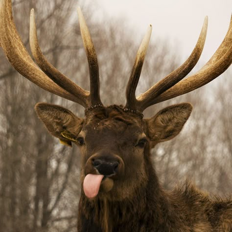 49 Fun Pics to Enjoy on A Lazy Sunday - Funny Gallery Funny Moose, Elk Photo, Deer Wallpaper, Moose Deer, North American Animals, Funny Deer, Deer Photos, Deer Pictures, Stag Deer