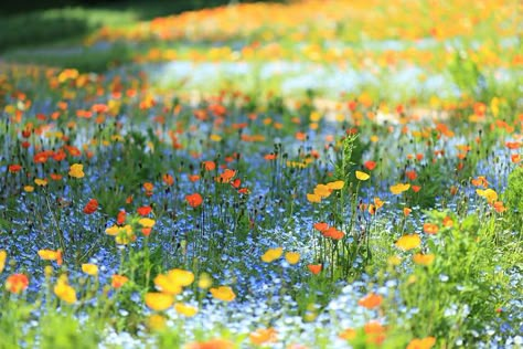 Wildflowers Field, Field Of Wildflowers Tattoo, Field Flowers, Field Of Wildflowers, Flower Field Aesthetic Wallpaper Desktop, Field Of Flowers, Field Of Flowers Wallpaper Desktop, Flower Field Pc Wallpaper, Yellow Flower Field