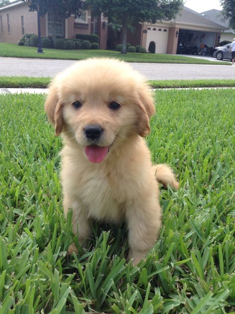 8 week old Golden retriever puppy Labrador Puppy Training, Old Golden Retriever, Golden Retriever Mix, Dark White, Adorable Puppy, Happy Puppy, Labrador Puppy, Golden Retriever Puppy, Puppies Funny