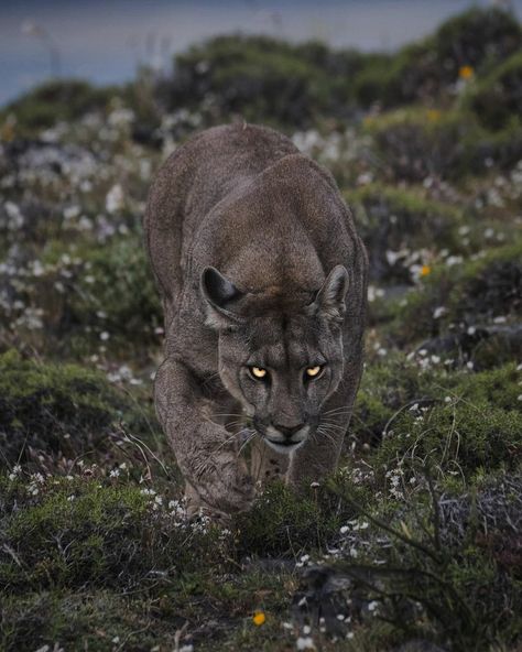 Puma,Cougars, Cougar, Big cat, Animal, Naturaleza Cougar Aesthetic, Strongest Animal, Wild Animals Pictures, Big Cats Art, Mountain Lion, Pretty Animals, Majestic Animals, Cute Wild Animals, Sweet Animals