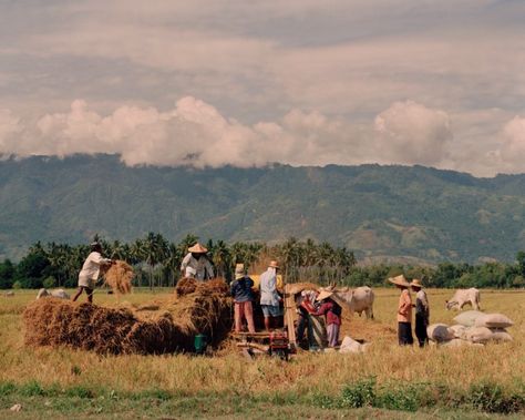 Family Portrait: Generational Farming In The Philippines | Atmos Filipino Farmers Photography, Agriculture Philippines, Farming Ideas Agriculture, History Of Agriculture, Regions Of The Philippines, Farming Ideas, Agricultural Development, Farm Pictures, Cebu City