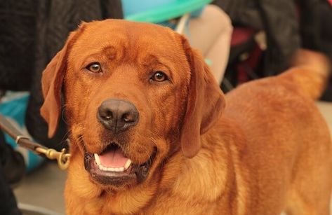 Red Fox Labrador, Norfolk Terrier Puppies, Charcoal Labrador, Red Lab Puppies, Labrador Puppies For Sale, Fox Red Lab, Fox Red Labrador, Brown Labrador, Red Labrador