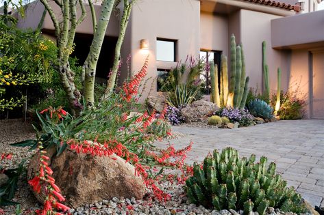 Colorful Desert, Desert Gardens, Arizona Gardening, Succulent Landscape Design, Arizona Landscape, Succulent Landscaping, Phoenix Homes, Desert Garden, Landscaping Tips