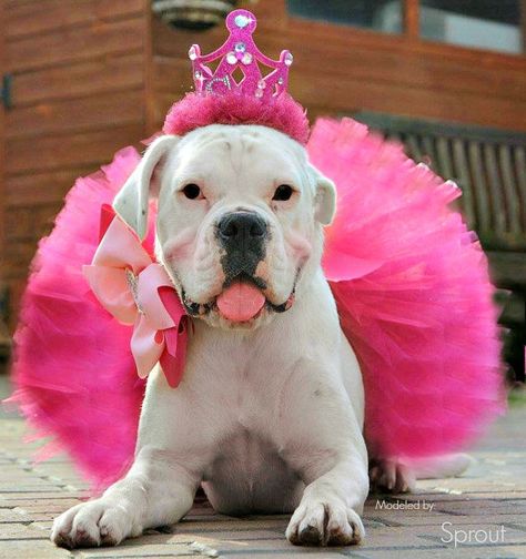 Dog Princess Costume, Halloween Costume For Dogs, Princess Pet, Costume For Dogs, Barbie Dog, Dog Birthday Hat, Princess Halloween Costume, Princess Dog, Dog Collar Bows