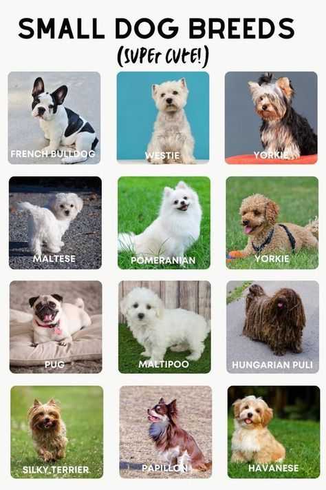 Small Dog Breeds Chart Small Dog Breeds Chart, Types Of Small Dogs, Dog Breeds Chart, Types Of Dogs Breeds, Dog Breed Names, Dog Fails, Dog Breeds List, Dogs Breeds, Bad Behavior