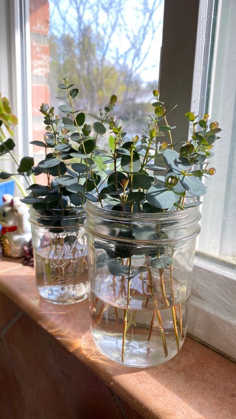 Propagate Herbs In Water, Plants That Root In Water, How To Propagate Honeysuckle, Rose Propagation In Water, Plant Clippings In Water, Plant Cuttings In Water, How To Propagate Plants In Water, Rooting Plants In Water, Best Plants To Propagate In Water